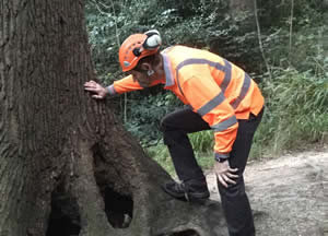 Tree Inspection & Management 