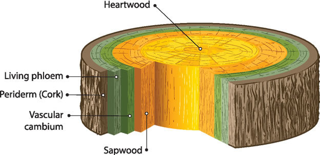 Heartwood